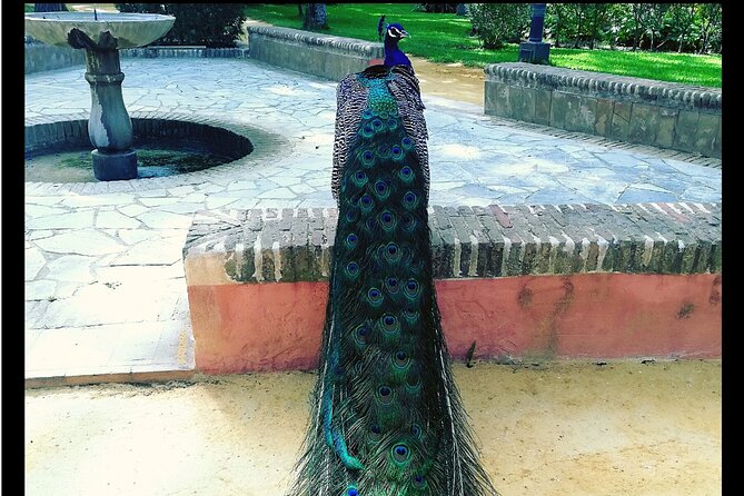 Alcazar and Cathedral of Seville Private Tour - How a private English guide changes what you notice