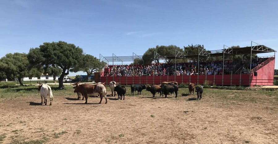 Cadiz: Andalusian Horses and Bulls Country Show - Key Highlights I’d Chase for This Show