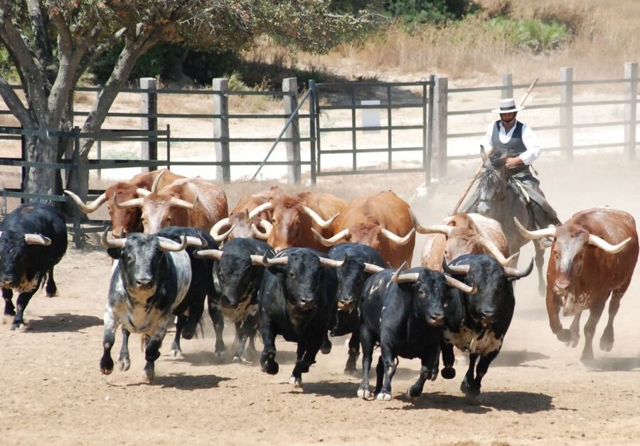 Cadiz: Andalusian Horses and Bulls Country Show - Why This Bull and Horse Show Feels Different in Andalusia