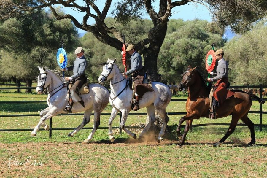 Cadiz: Andalusian Horses and Bulls Country Show - The Alvaro Domecq Andalusian Horses and How the Riders Showcase Control