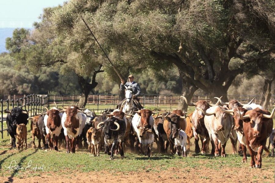 Cadiz: Andalusian Horses and Bulls Country Show - Seats, Photos, Pets, Parking, and Other Details That Change the Day