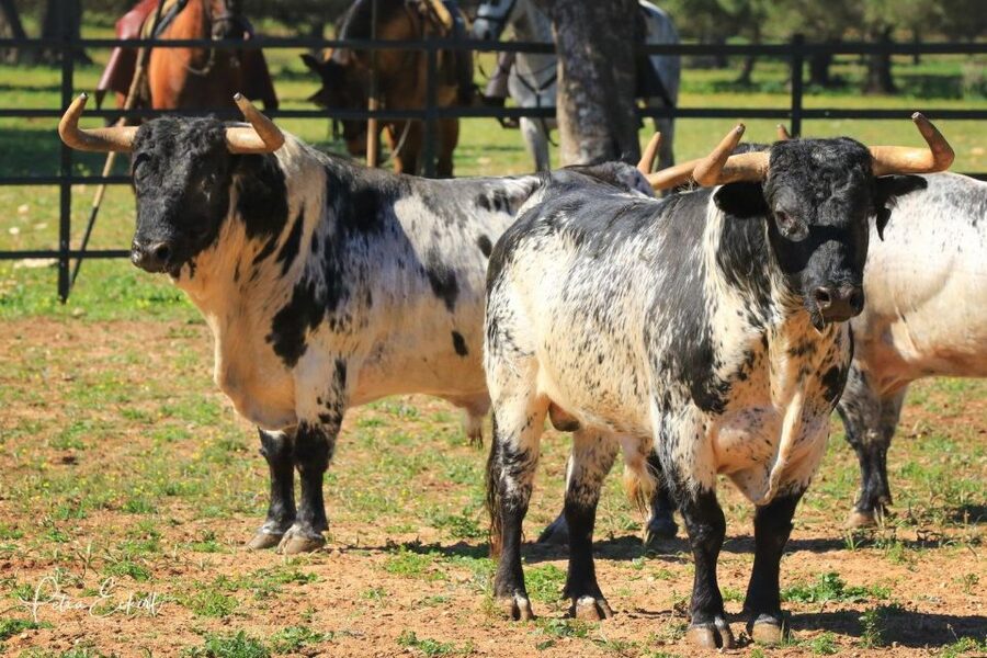 Cadiz: Andalusian Horses and Bulls Country Show - Who Should Book This Show, and Who Might Skip It