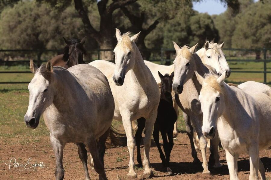 Cadiz: Andalusian Horses and Bulls Country Show - The Ranch Setup at A Campo Abierto, El Carrascal, and What Time You’ll Actually Spend
