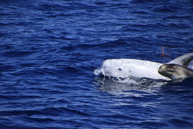Cetacean Watching Tour - Spotting cetaceans: what to do while the crew works