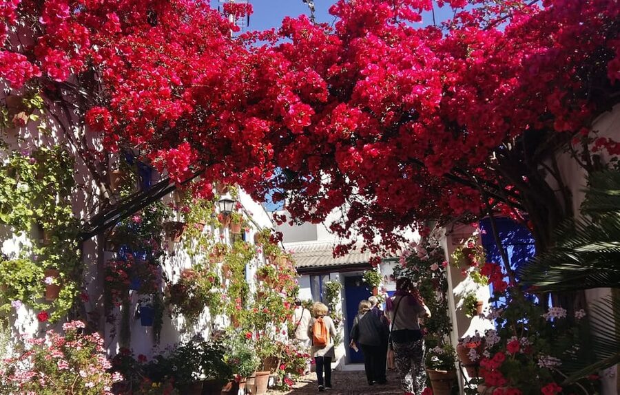 Cordoba Courtyards by Bike, Electric Bike - Four patios in bloom: what to look for at each stop