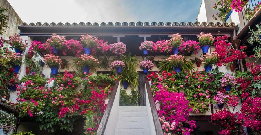 Córdoba: Guided Tour of the Patios - Key Things I’d Prioritize on This Patios Tour