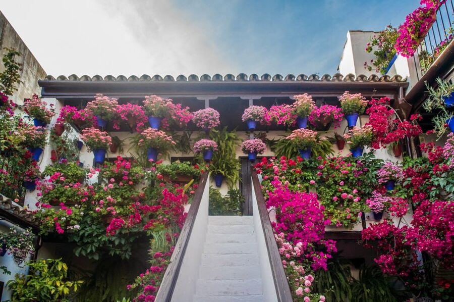 Córdoba: Guided Tour of the Patios - Meeting Point Rules, Including the May 5th to 18th Switch