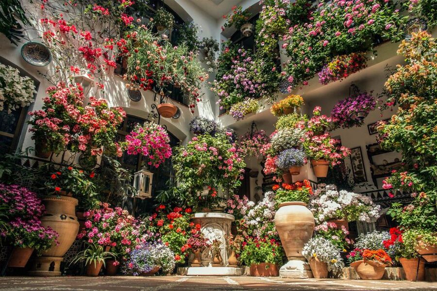 Córdoba: Guided Tour of the Patios - The Patio Evolution Story: From Roman Córdoba to Andalusian Cool