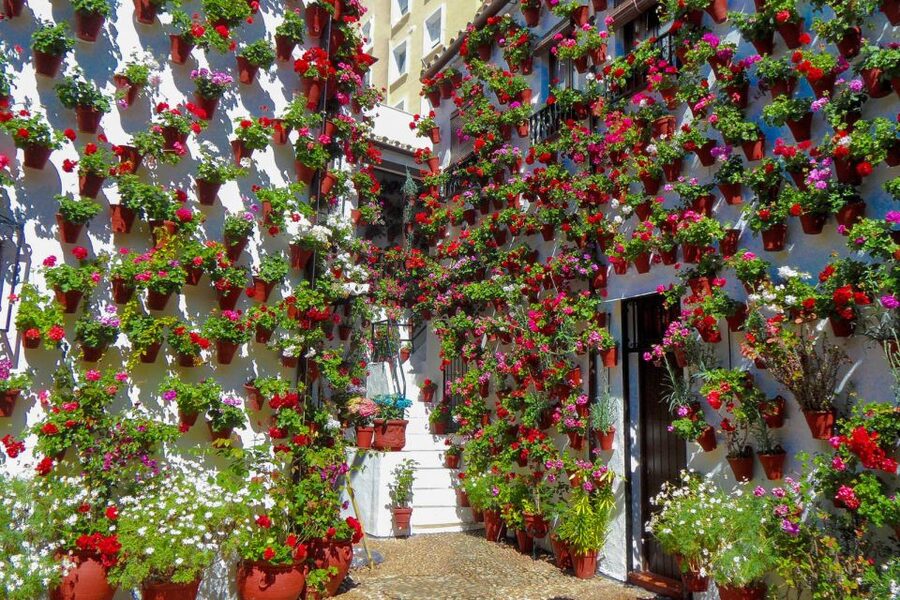 Córdoba: Guided Tour of the Patios - Flower Power and the UNESCO May Celebration