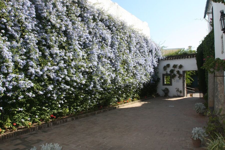 Córdoba: Viana Palace Gardens and Patios Entry Ticket - Key things that make Viana Palace patios worth your time