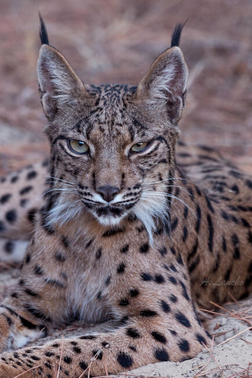 Discover Doñana & Iberian Lynx: Premium Nature Tour - Entering Doñana National Park from the ground up (and in a real 4x4)