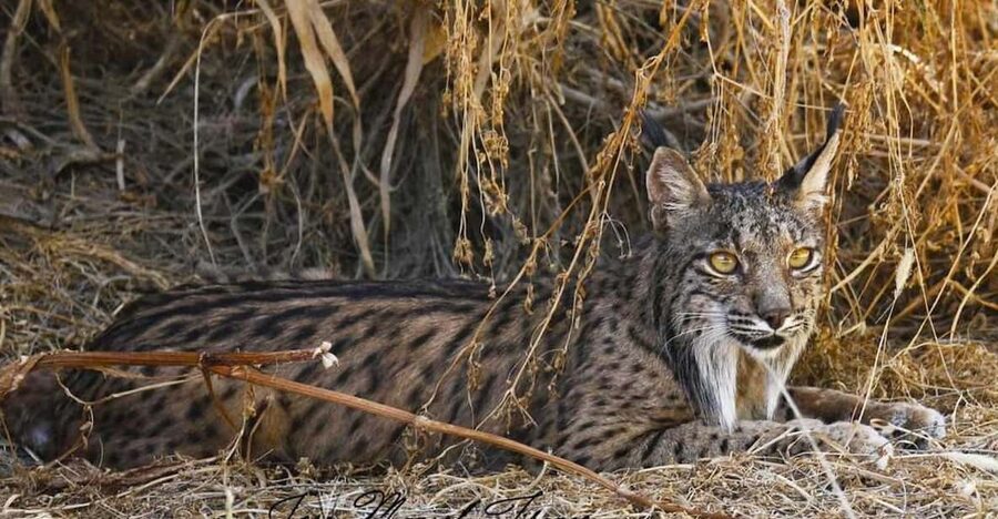 Discover Doñana & Iberian Lynx: Premium Nature Tour - The Doñana drive: marshland, forest edges, and conservation-minded stops