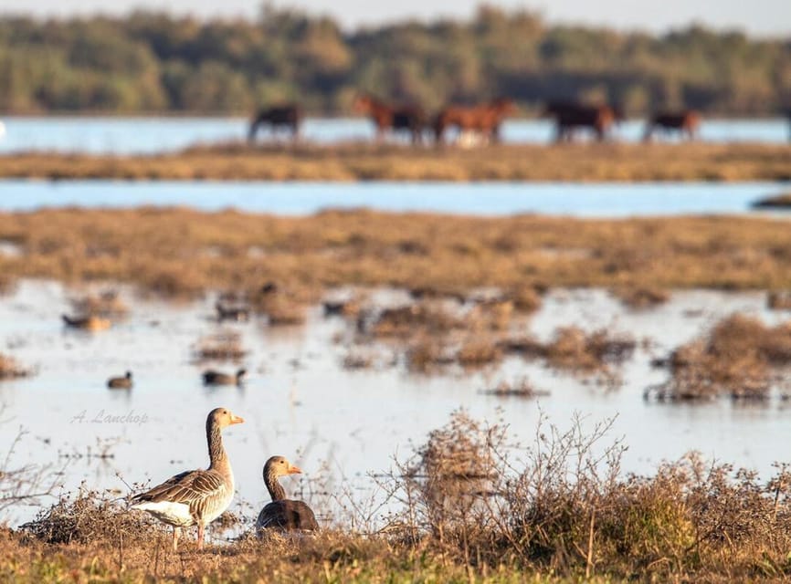Discover Doñana & Iberian Lynx: Premium Nature Tour - Comfort, timing, and the small details that affect your day