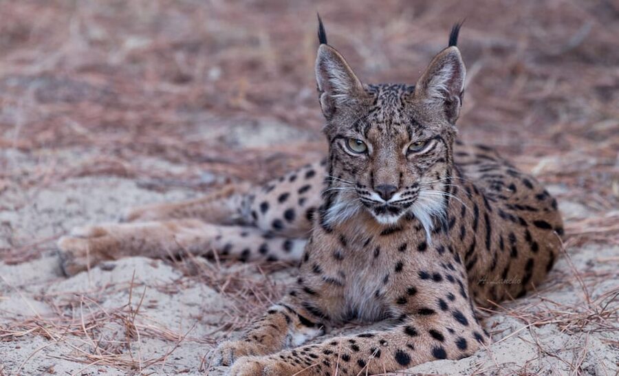 Discover Doñana & Iberian Lynx: Premium Nature Tour - FAQ