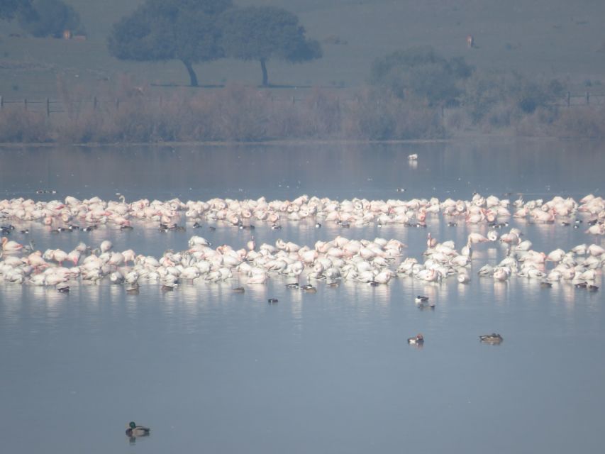 Doñana National Park: 2-Day Tour from Seville - Doñana in Two Days: A Practical Way to See Big Nature