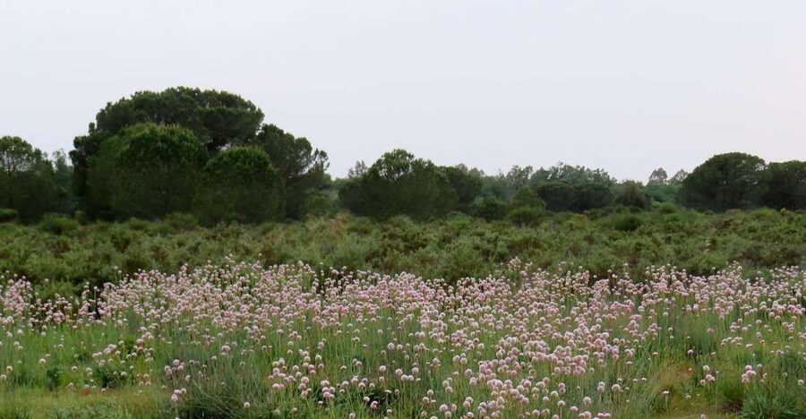 Doñana National Park: 2-Day Tour from Seville - Marismeño Lunch: When Food Matches the Day Plan