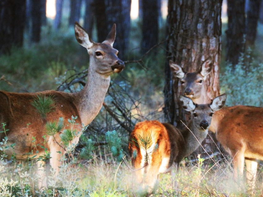 Doñana National Park: 2-Day Tour from Seville - Getting From Seville to the Park Without Turning It Into a Marathon