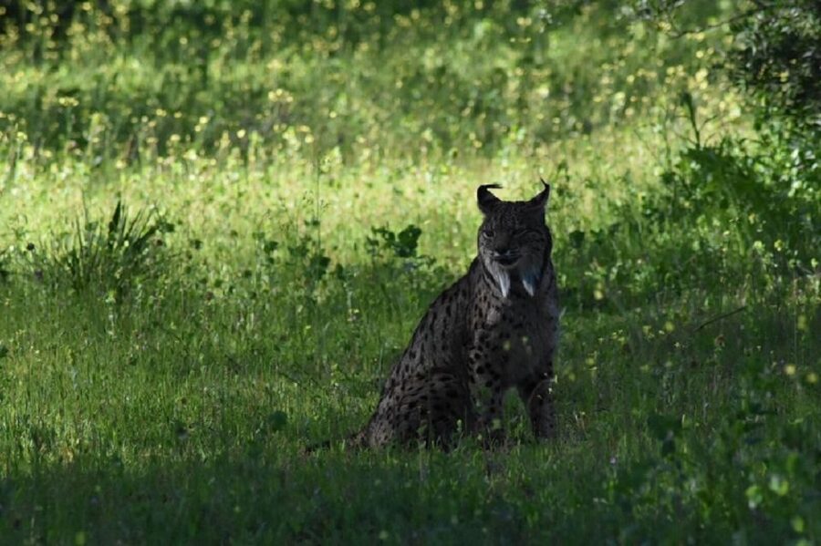 Doñana National Park: 2-Day Tour from Seville - Asperillo Fossil Dune and Spain’s Biggest Dunes