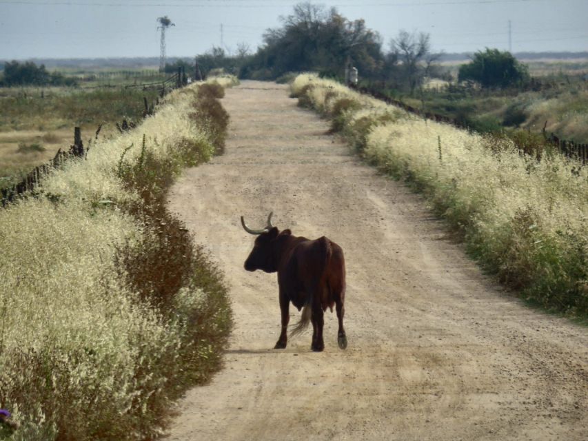 Doñana National Park: 2-Day Tour from Seville - Sunset Jeep Ride: Storks, Wooded Edges, and Patient Wildlife Time