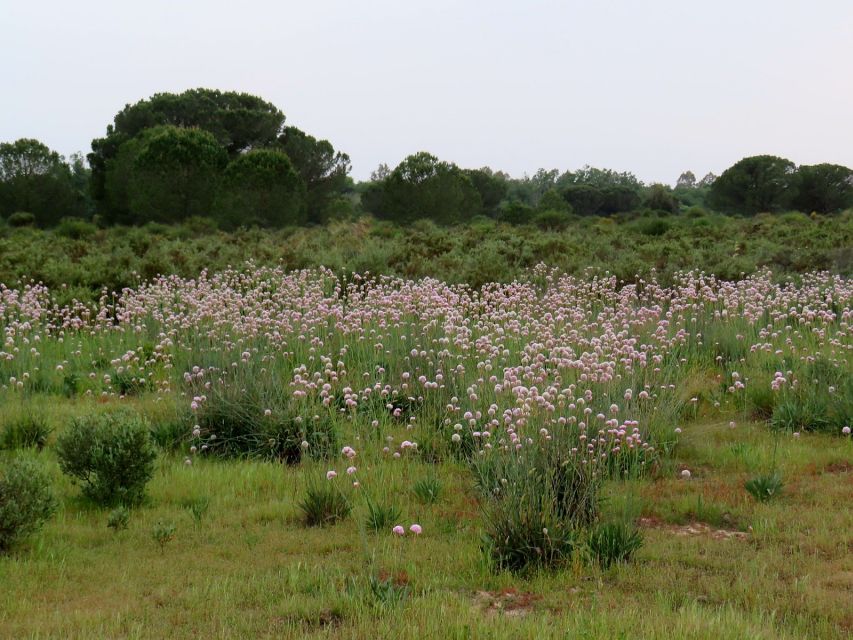 Doñana National Park: 2-Day Tour from Seville - Off-Road Truck to Sanlúcar de Barrameda and the Guadalquivir Mouth