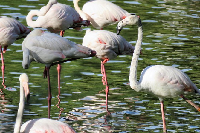 Donana National Park and El Rocío: Guided Tour from Seville - Key highlights to look for on this Doñana and El Rocío day