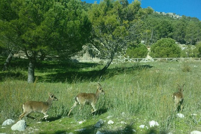 Donana National Park and El Rocío: Guided Tour from Seville - Getting to Doñana from Seville: pickup, timing, and luggage