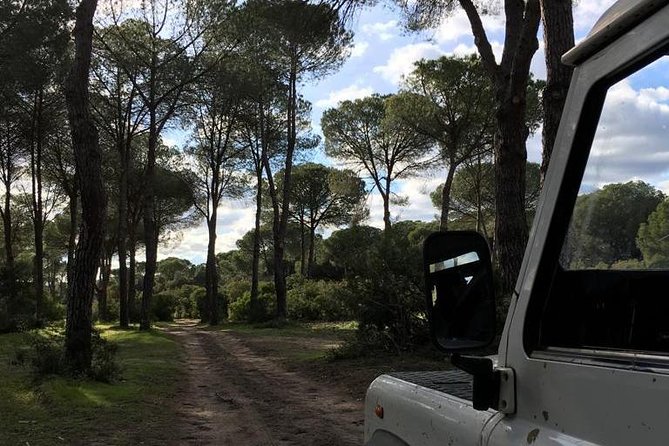 Donana National Park and El Rocío: Guided Tour from Seville - El Rocío: chapel, old-village atmosphere, and a break from the car