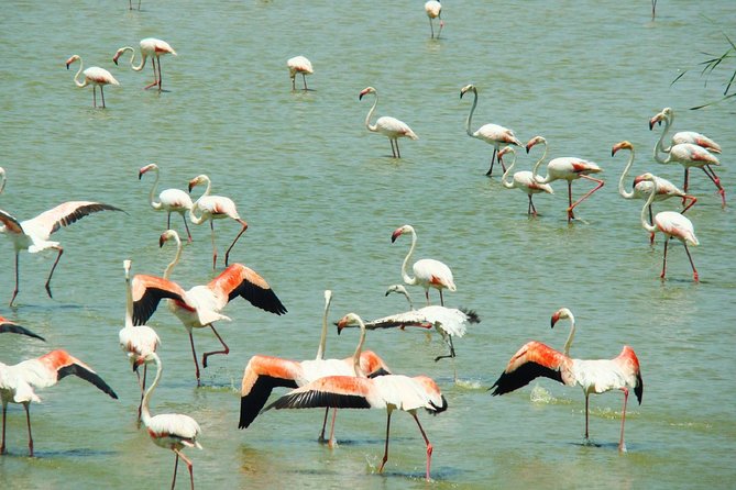 Donana National Park: Guided Day Tour from Seville - Key points to know before you go