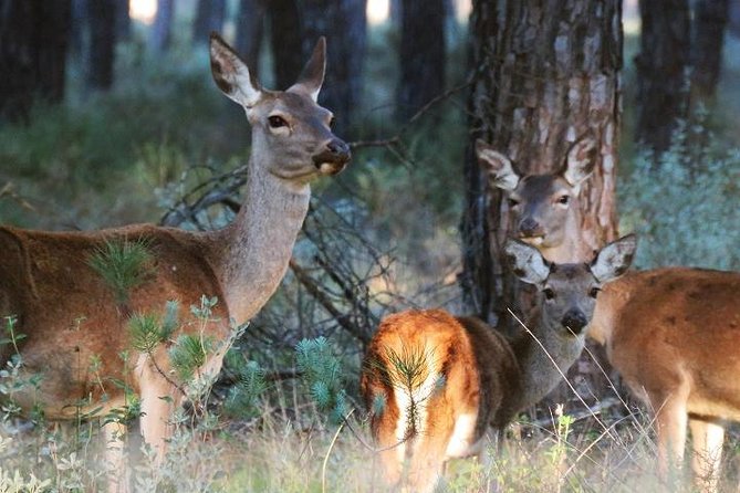 Donana National Park: Guided Day Tour from Seville - Doñana National Park from Seville, the big picture
