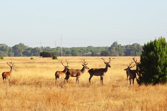Donana National Park: Guided Day Tour from Seville - El Rocío sanctuary stop: religion, crowds, and context