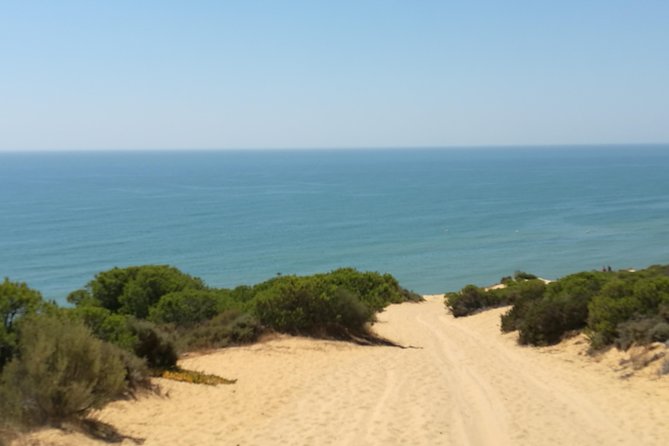 Donana National Park: Guided Day Tour from Seville - Inside Doñana: 4x4 transit and the wildlife reality check