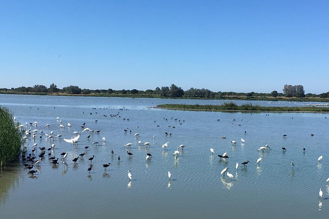 Donana National Park: Guided Day Tour from Seville - How the guides can make or break your day