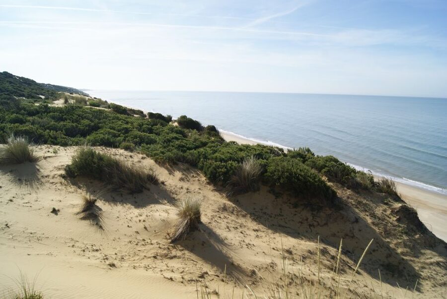 Doñana National Park Off-Road Tour from Seville - Your Doñana permit day: wetlands, migratory birds, pine forests, and dunes