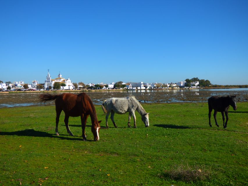 Doñana National Park Off-Road Tour from Seville - Coto del Rey and the Iberian lynx search, plus imperial eagle odds