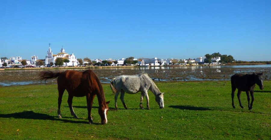 Doñana National Park Off-Road Tour from Seville - Price and logistics: what $105 buys you, and where it can disappoint