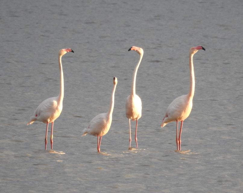 Doñana National Park Off-Road Tour from Seville - Who this Doñana off-road tour suits best
