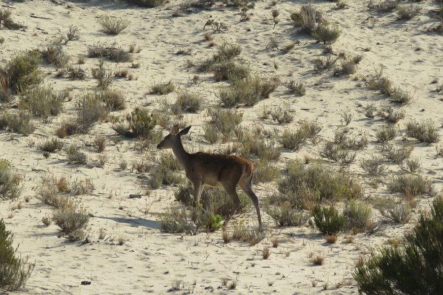 El Rocío: Doñana National Park 4x4 Guided Tour - Key highlights worth getting excited about
