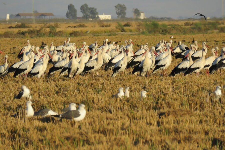 El Rocío: Doñana National Park 4x4 Guided Tour - Logistics that matter: timing, where you meet, and why you should confirm