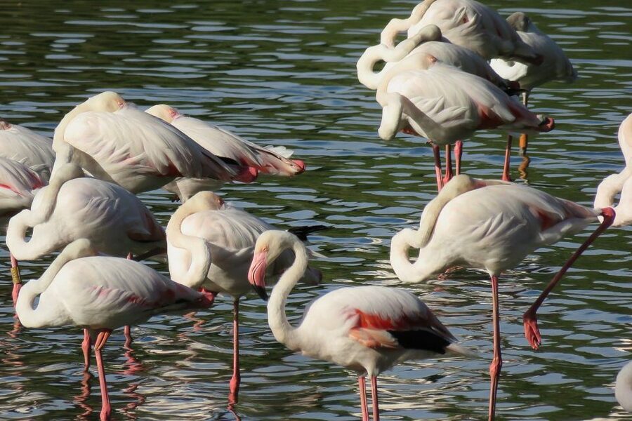 El Rocío: Doñana National Park 4x4 Guided Tour - The Jose Antonio Valverde Visitors’ Center stop, and why it’s more than a pause