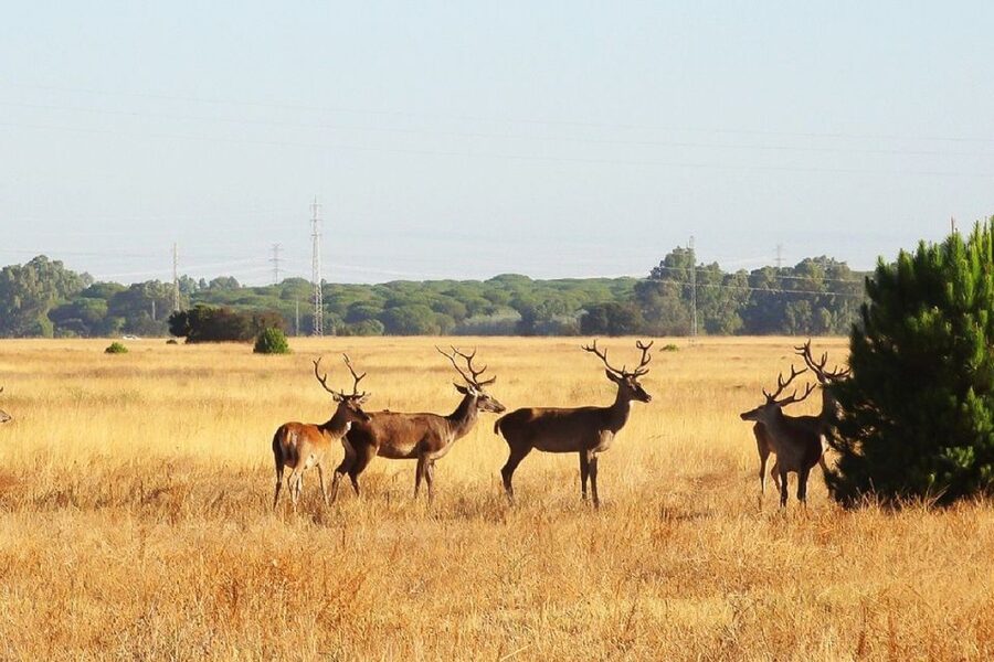 El Rocío: Doñana National Park 4x4 Guided Tour - The flow of the day: ride time, short hikes, and what you’ll physically do