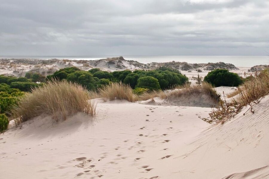 El Rocío: Doñana National Park 4x4 Guided Tour - Price and value: is $46 per person a fair deal?
