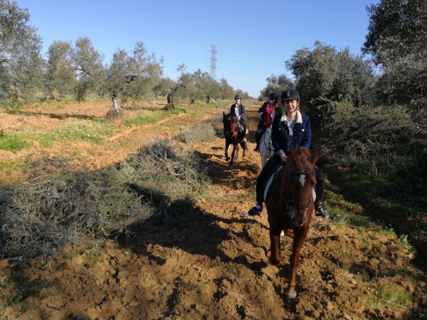 From Seville: Andalusian Horseback Ride - Key points to know before you go