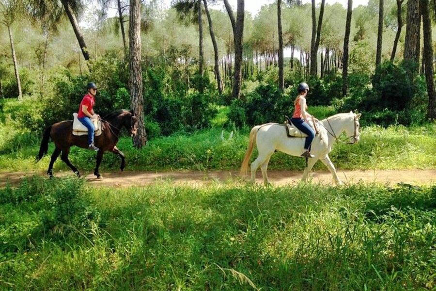 From Seville: Andalusian Horseback Ride - Who This Seville Horseback Ride Fits Best