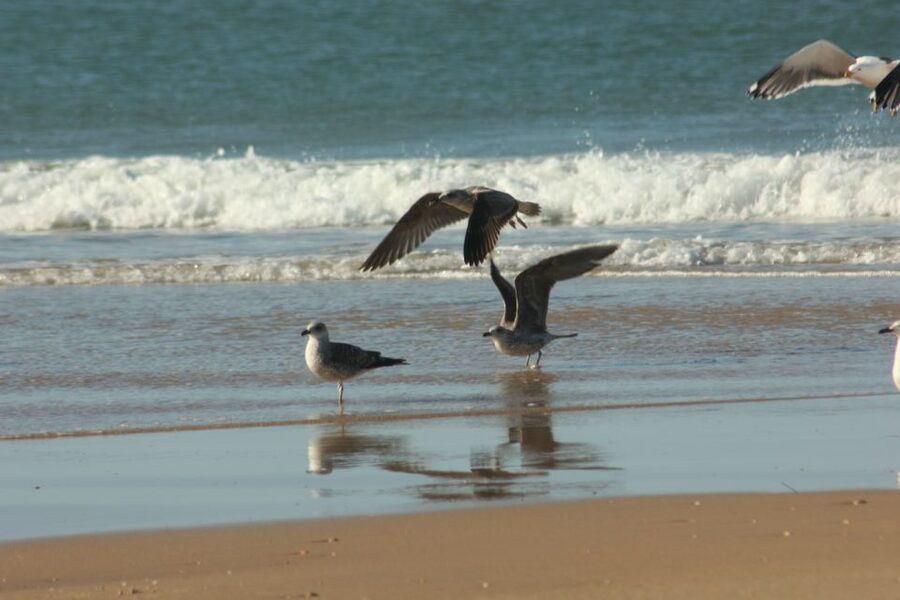 From Seville: Doñana, El Rocio, and Matalascañas Beach Tour - A Fast Day Trip From Seville Into Doñanas Wetlands