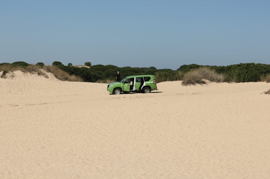 From Seville: Doñana, El Rocio, and Matalascañas Beach Tour - The 4WD Doñana Morning: What to Expect and How to Win It