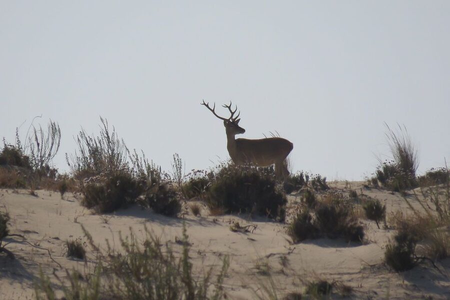 From Seville: Doñana National Park Day Trip - Key highlights worth planning around