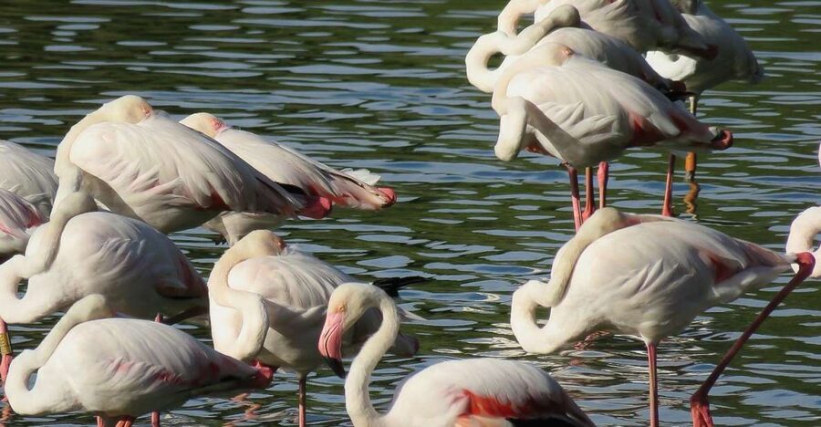 From Seville: Doñana National Park Day Trip - Why a Doñana day trip feels so different from Seville