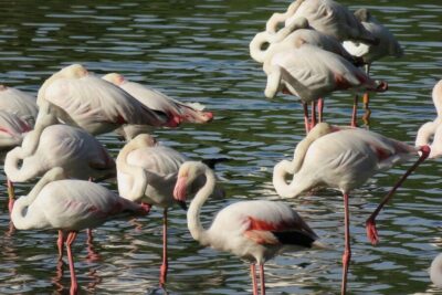 Doñana National Park Day Trip