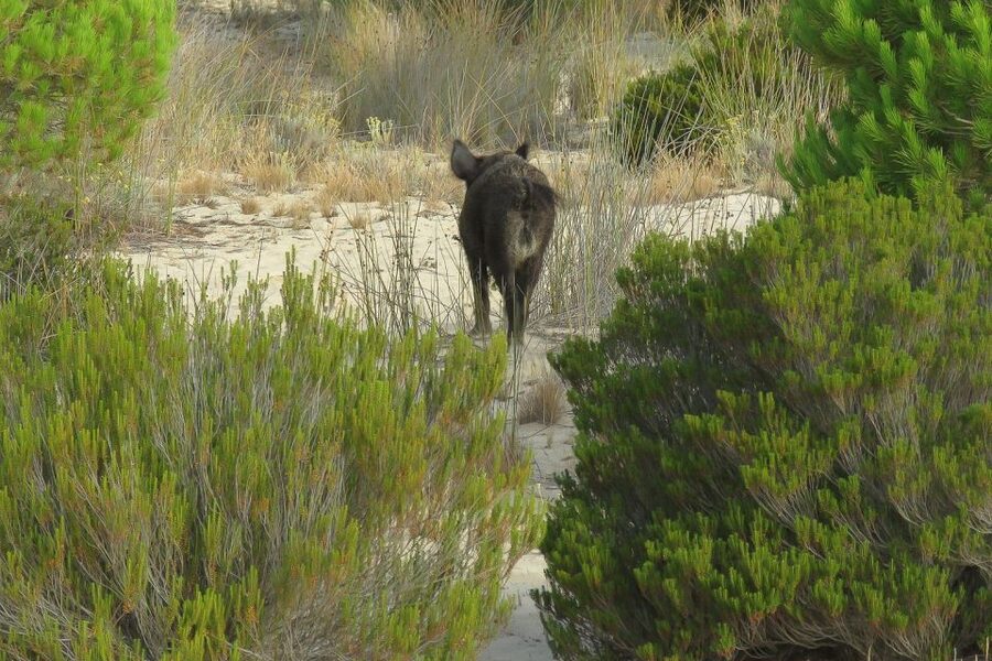 From Seville: Doñana National Park Day Trip - Coria del Río to La Rocina: the guided pace that keeps you seeing