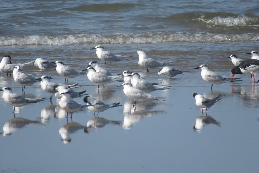 From Seville: Doñana National Park Day Trip - Matalascanas and the dunes: beach time plus Spain’s big sand system